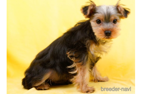 成約済の東京都のヨークシャーテリア-225169の4枚目